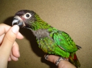Pollo de scintillata