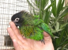 Pollo scintillata 2009