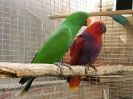 Pareja de vosmaeri