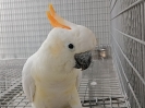 cacatúa s. citrinocristata