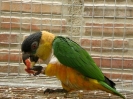 Hembra de caique