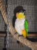Pionites melanocephala
